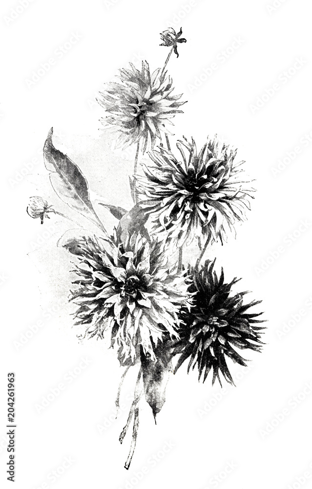 custom made wallpaper toronto digitalKaktus Dahlien