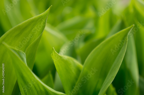 green natural background of fresh bright leaves of lily of the valley