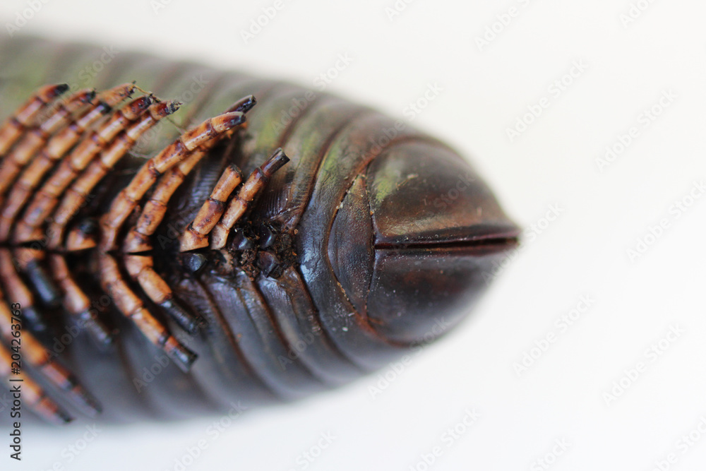 set of extremities and the rear tail of giant African millipede. Macro. set of extremities and the rear tail of giant African millipede. Macro.