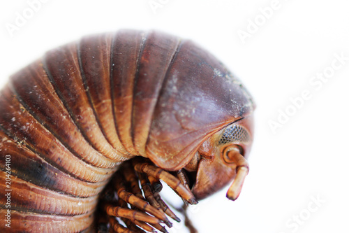 head part with eyes and antennae of giant African millipede. Macro.