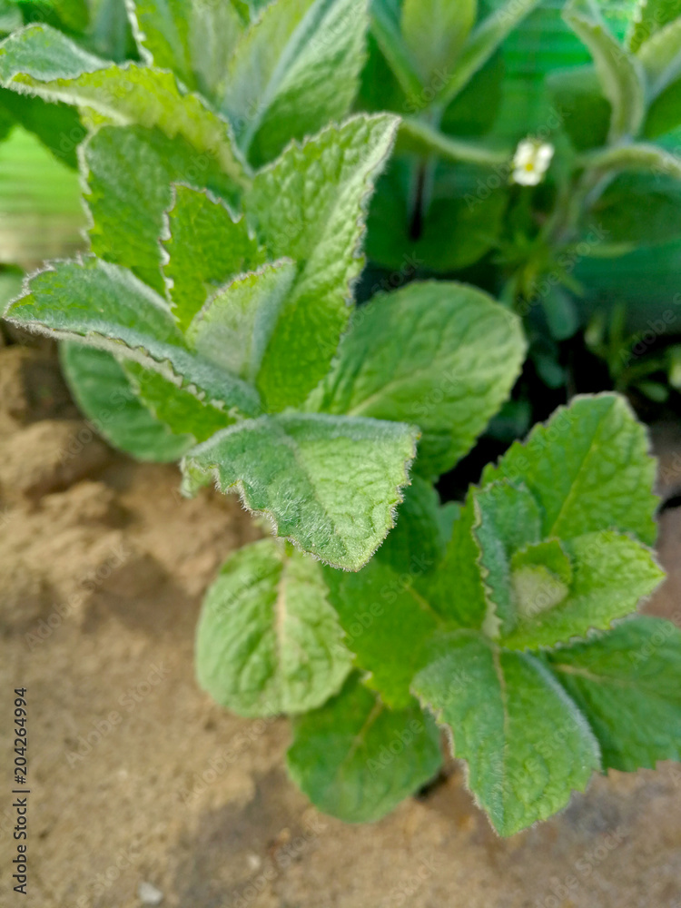 mint mint