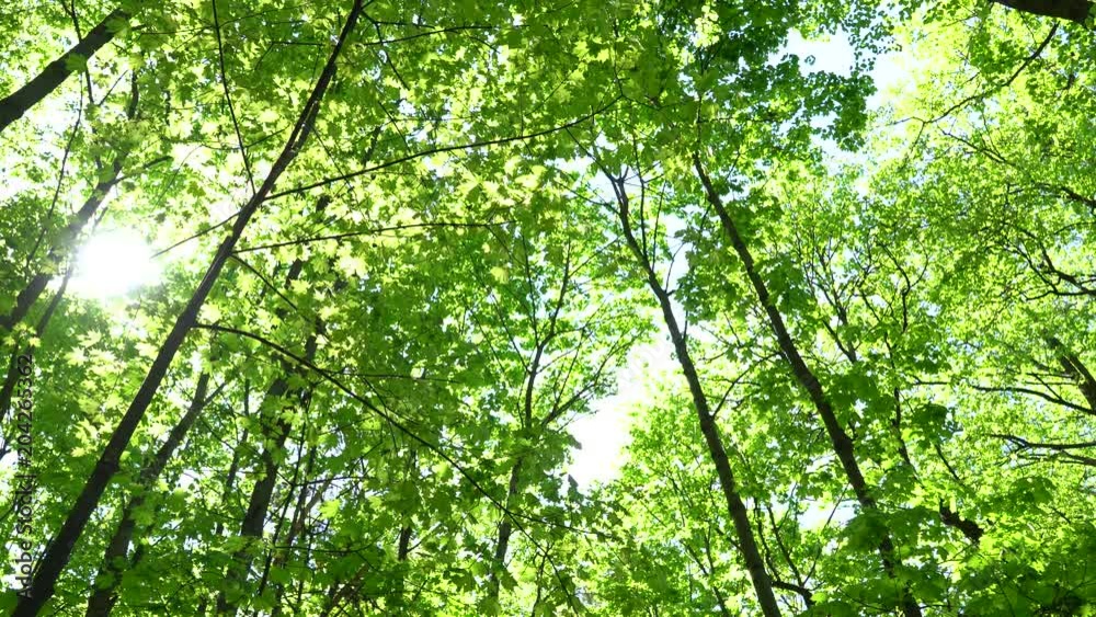 Crowns of trees with bright afternoon sun and rays. Crowns of trees with bright afternoon sun and rays.