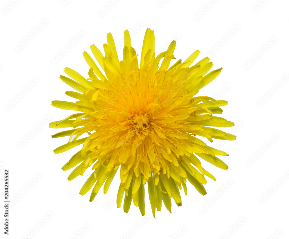 Yellow sow-thistle flower cut out from the background