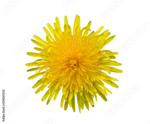 Obraz na plátně Yellow sow-thistle flower cut out from the background