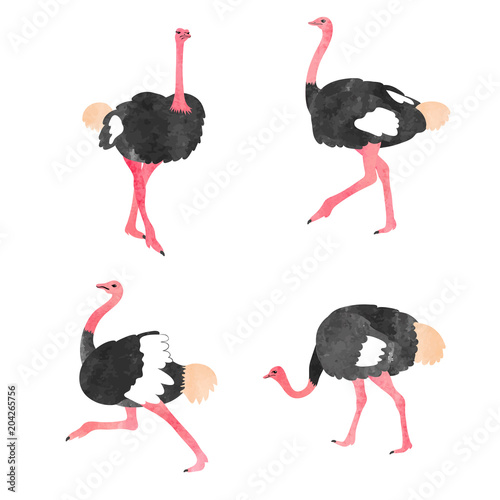 Set of watercolor ostrich isolated on white. Vector illustration.