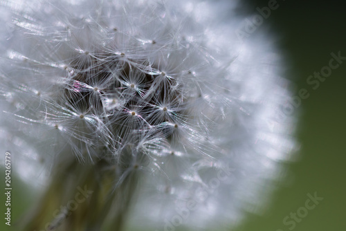 Fototapeta Naklejka Na Ścianę i Meble -  close up of dandelion seed head