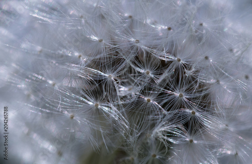 Fototapeta Naklejka Na Ścianę i Meble -  close up of dandelion seed head