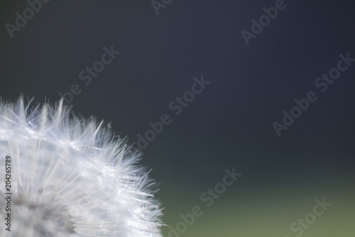 Fototapeta Naklejka Na Ścianę i Meble -  close up of dandelion seed head