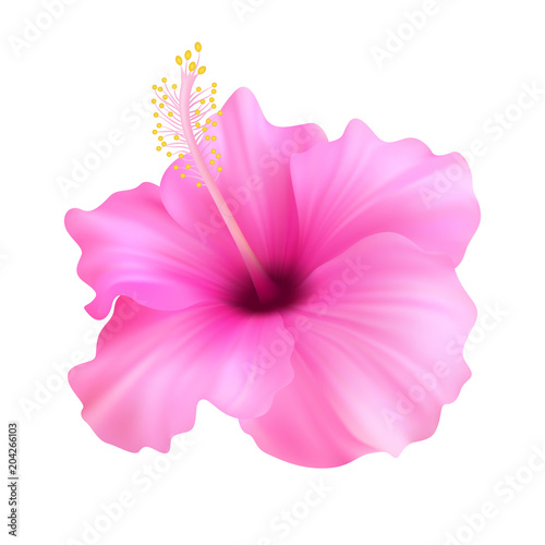 Realistic pink hibiscus. The symbol of rare elegant beauty.