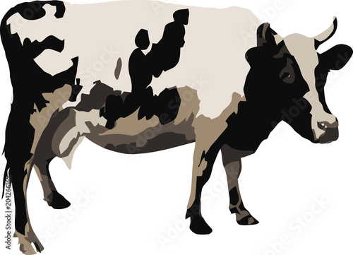 bovino mucca razza pezzata bianca e nera
