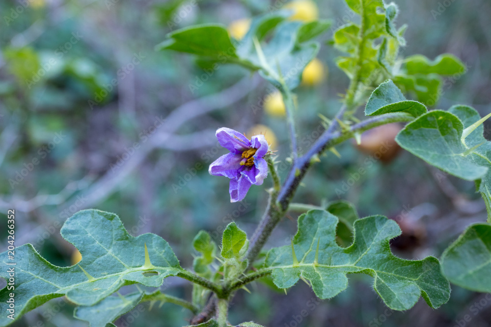 Flower of Pome of Sodom (Solanum sodomaeum), a poisonous wild tomato Flower of Pome of Sodom (Solanum sodomaeum), a poisonous wild tomato