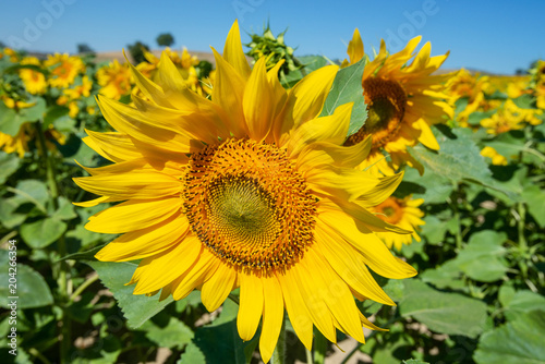 Campo de girasoles  La Rioja  Espa  a