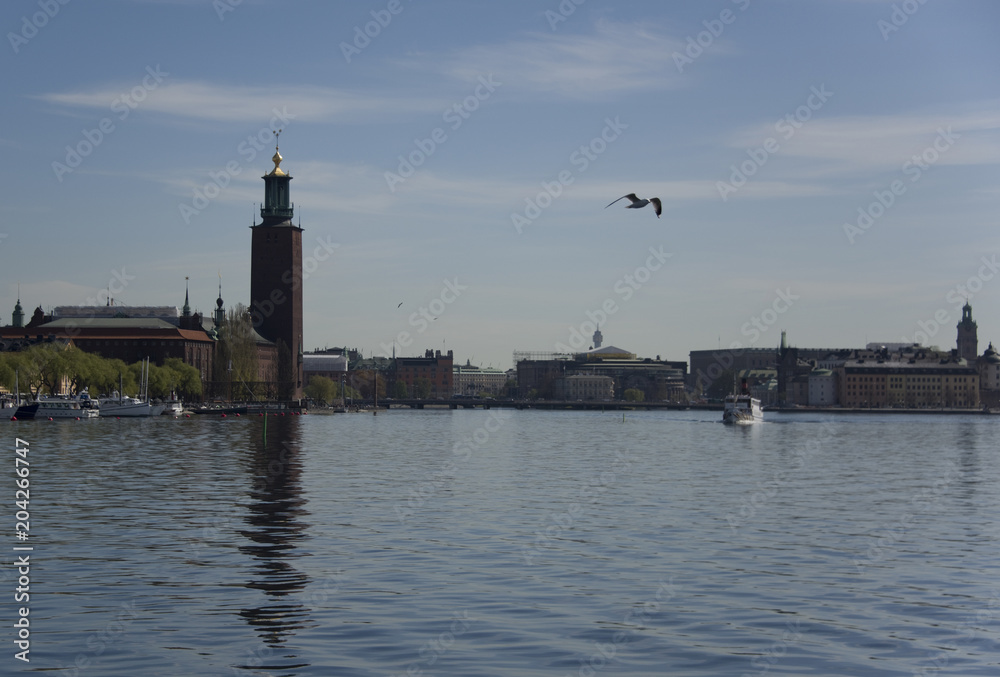 Seagull in front of Stockholm city