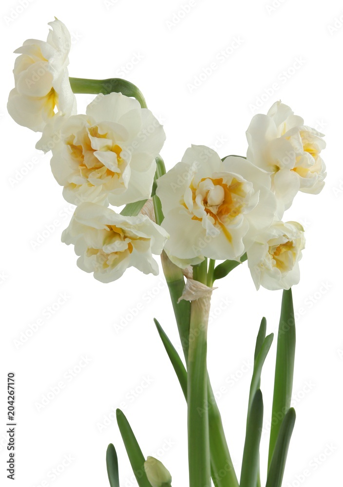 daffodils close up isolated
