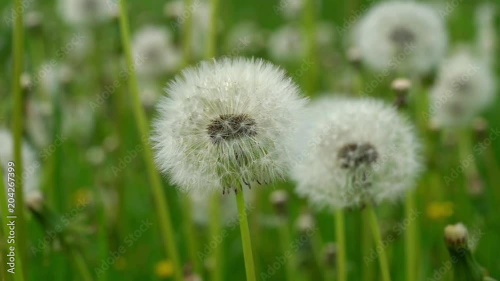 Dandelion Blowball (Taraxacum) in the breeze - (4K) Dandelion Blowball (Taraxacum) in the breeze - (4K)