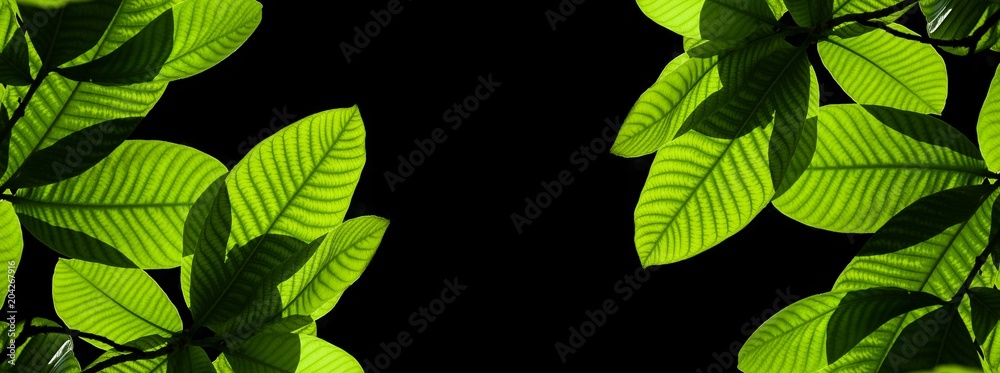 green leaves isolated on black background green leaves isolated on black background