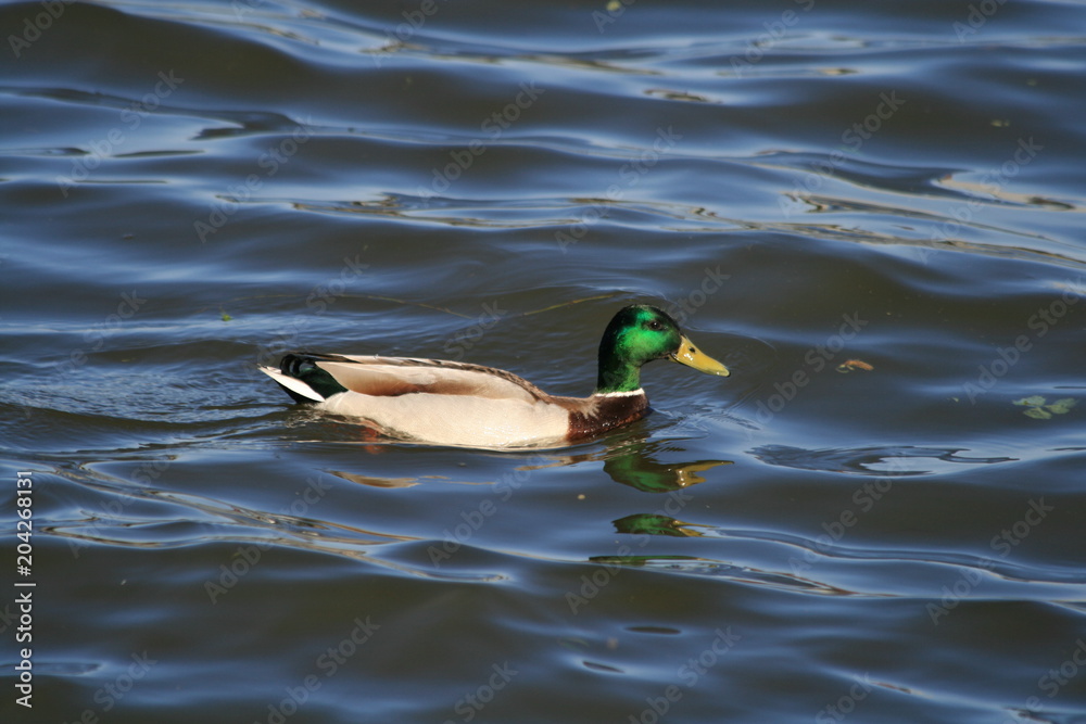Drake on the Moscow river