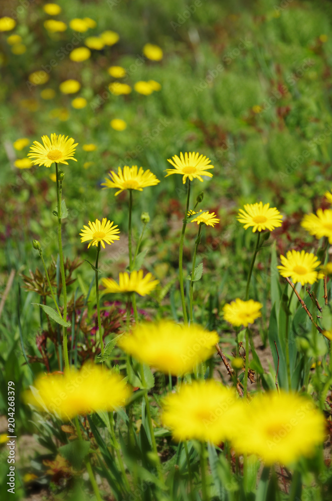 Fototapeta premium yellow flowers on a meadow