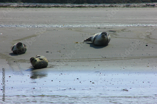 les phoques de la baie de somme en picardie photo