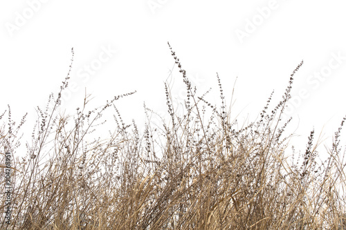 Dry grass field on white background.