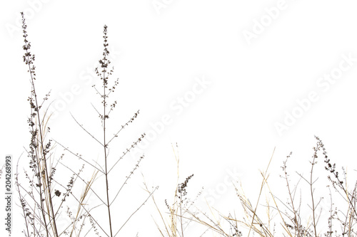 Billede på lærred Dry grass field on white background.