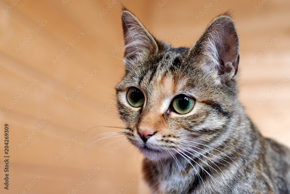 Fototapeta premium Portrait of a green-eyed striped cat gray color.