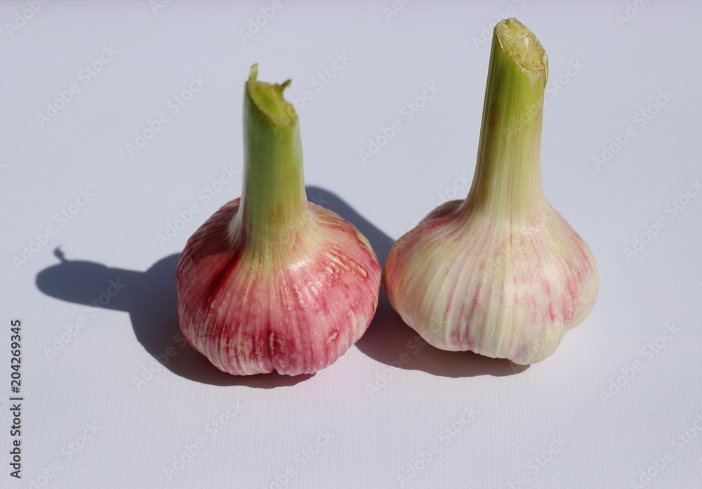 Obraz premium Still life with isolated whole raw young purple garlic head close-up selective focus on a light textured background