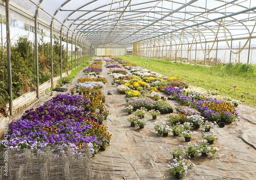   spring  flowers cultivation under transparent tunnel plastic tents