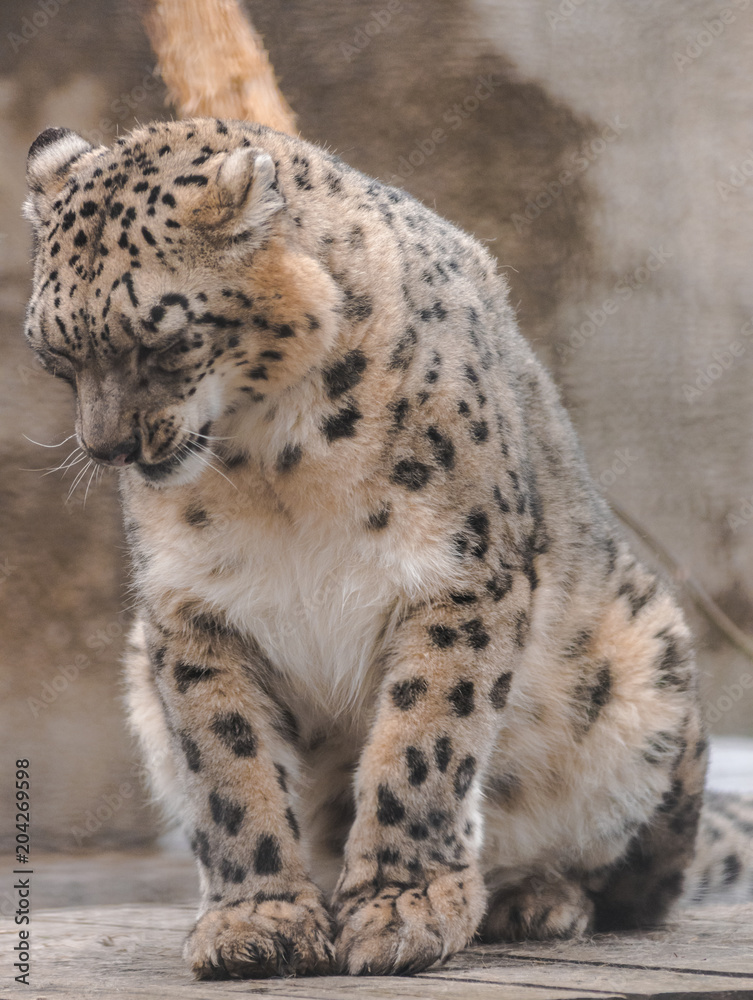 Snow leopard (panthera uncia) sitting and looking down Snow leopard (panthera uncia) sitting and looking down