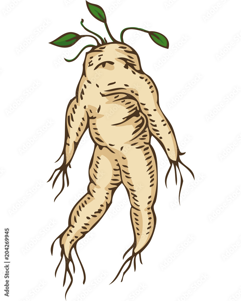 Mandrake Cartoon Vector for Free Download