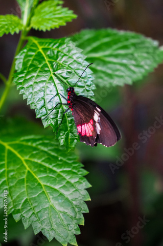 Parides iphidamas, the Iphidamas cattleheart butterfly resting on a green leave