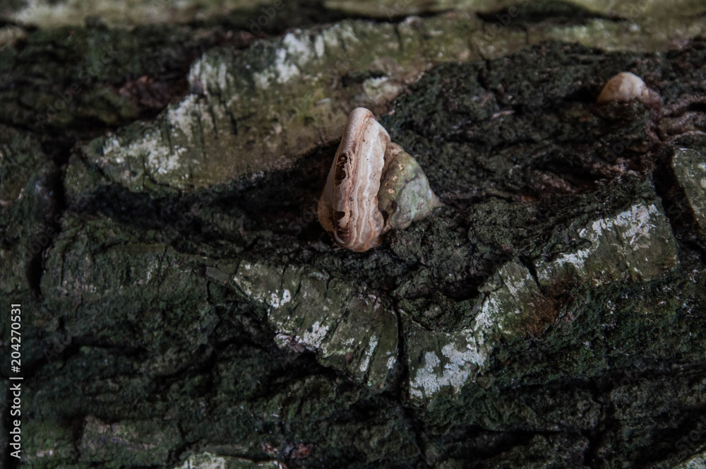 Natural wooden tree bark background / texture Natural wooden tree bark background / texture