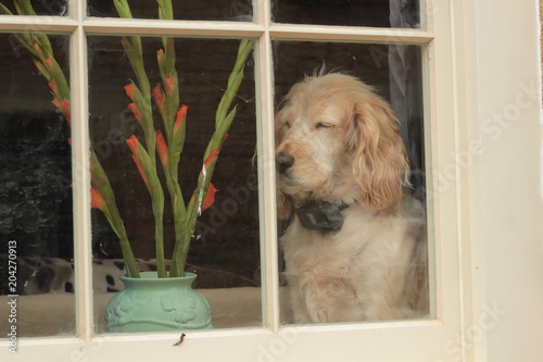 sleeping dog