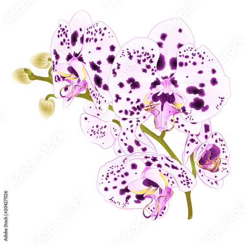 Naklejka Oddział storczyki z kropek fioletowe i białe kwiaty Phalaenopsis tropikalnych roślin na białym tle ilustracji wektorowych botanicznym rocznika do projektowania wyciągnąć rękę