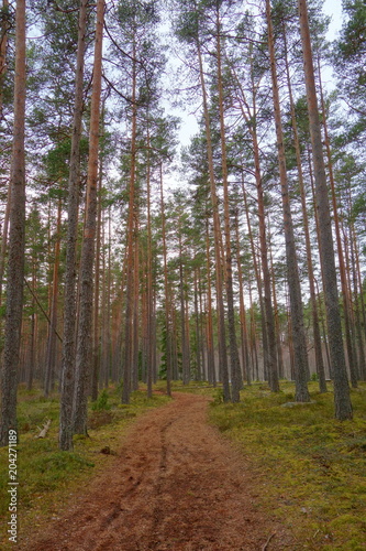 Lahemaa national park in early spring. Pine tree woods in early morning with path going through them  Tallinn  Estonia