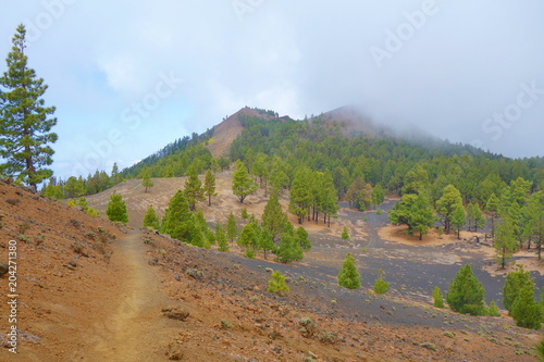 Landscape of a hiking trail GR131 Ruta de los Volcanes with canarian pine trees leading from Fuencaliente to Tazacorte on La Palma, Canary Islands, Spain photo