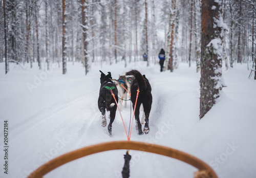 Course de chiens de traîneau