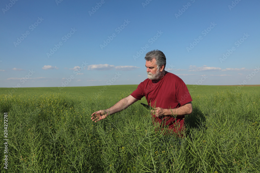 Agronomist or farmer examining green canola field, rapeseed plant in spring Agronomist or farmer examining green canola field, rapeseed plant in spring