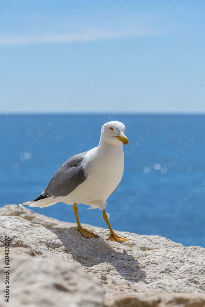 European herring gull Larus argentatus in Spain coast European herring gull Larus argentatus in Spain coast