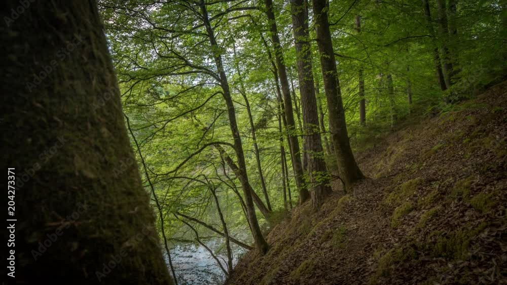 Grüner Wald im Frühling 4K Zeitraffer Grüner Wald im Frühling 4K Zeitraffer