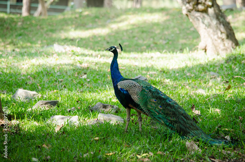 The India peafowl is walking for food on the ground