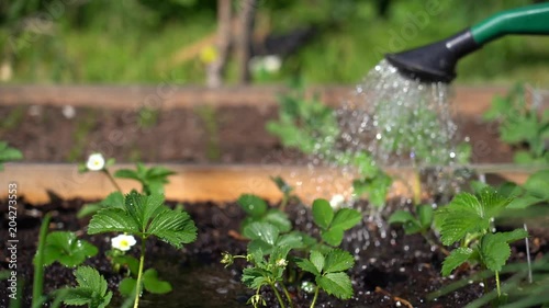Watering strawberries plant in the garden.  - 4K video