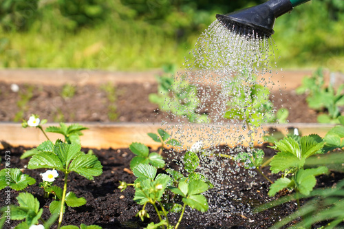 Watering strawberries plant in the garden