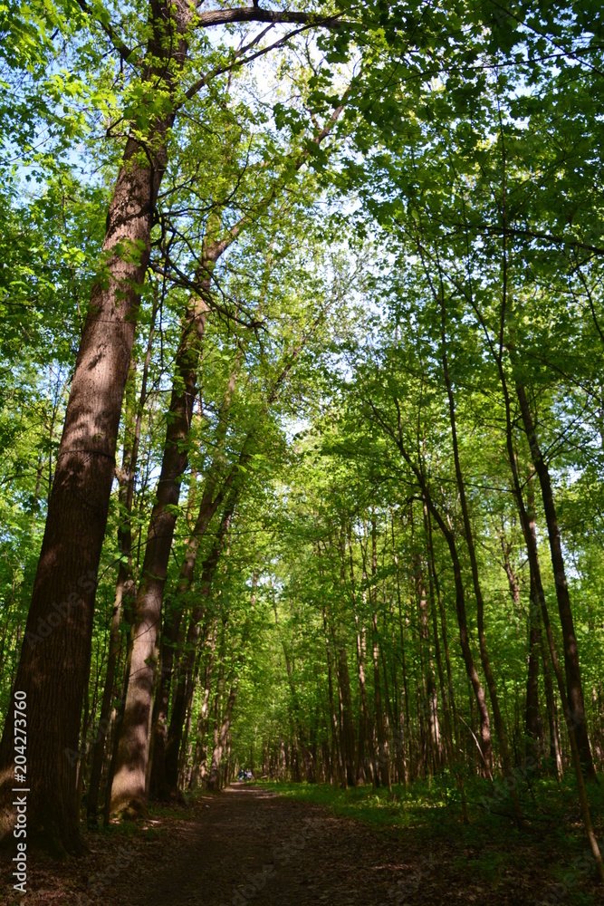 Fototapeta premium nature landscape flora forest trees trail Creek swamp bushes greenery walking oxygen air sky grass stump Creek water oxygen season autumn summer birch river glade mountain