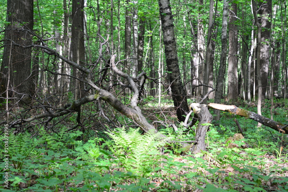 nature landscape flora forest trees trail Creek swamp bushes greenery walking oxygen air sky grass stump Creek water oxygen season autumn summer birch river glade mountain nature landscape flora forest trees trail Creek swamp bushes greenery walking oxygen air sky grass stump Creek water oxygen season autumn summer birch river glade mountain