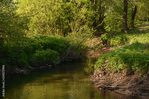 nature landscape flora forest trees trail Creek swamp bushes greenery walking oxygen air sky grass stump Creek water oxygen season autumn summer birch river glade mountain