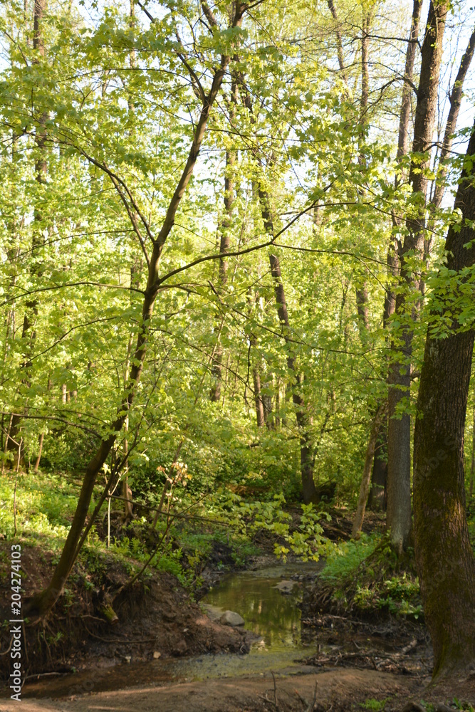 nature landscape flora forest trees trail Creek swamp bushes greenery walking oxygen air sky grass stump Creek water oxygen season autumn summer birch river glade mountain