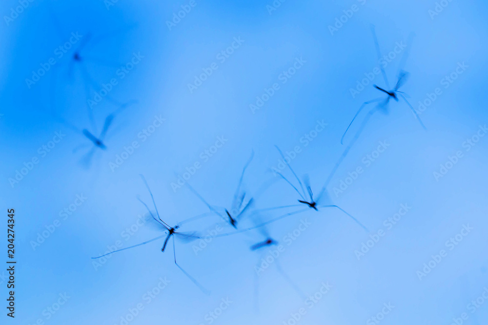 A flock of mosquitoes flies in the sky. Flying insects. A flock of mosquitoes flies in the sky. Flying insects.