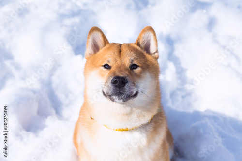 Red Shiba inu dog is playing and running in a snow park in winter