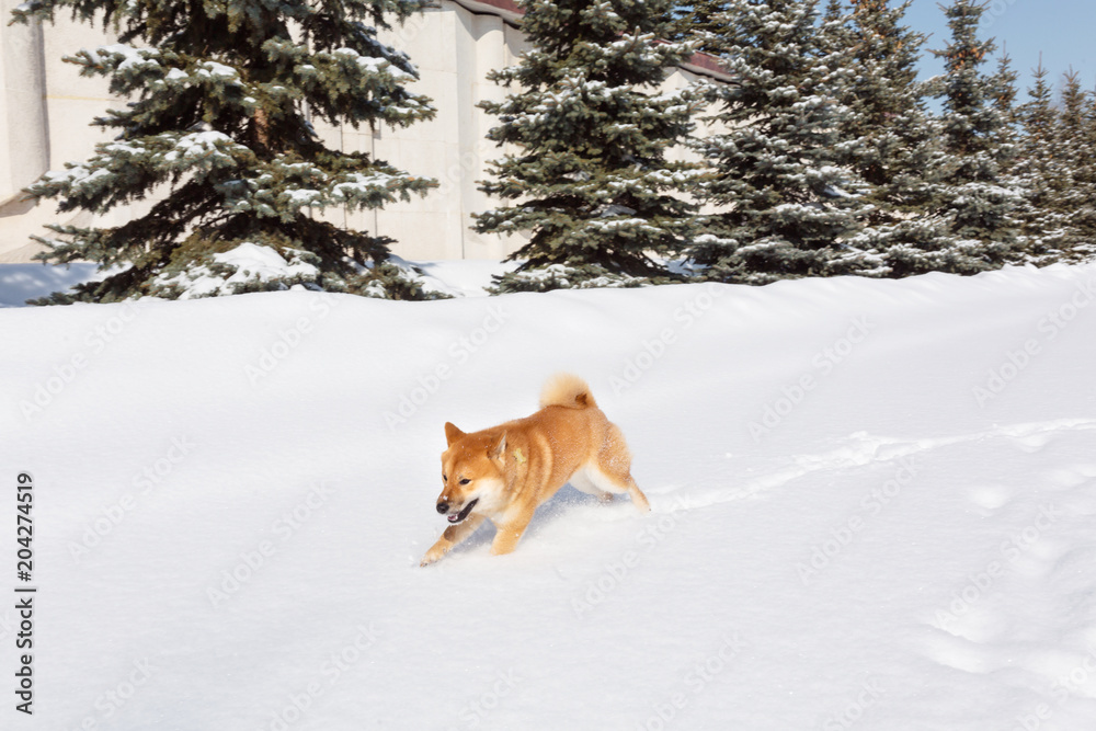 Dog breed red Shiba inu walking in winter forest, running and playing outdoors Dog breed red Shiba inu walking in winter forest, running and playing outdoors